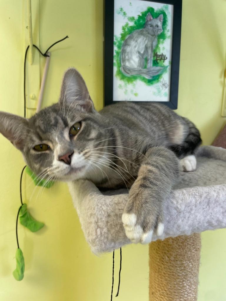 Alderleaf, Adoptable, Young Male Domestic Medium Hair.