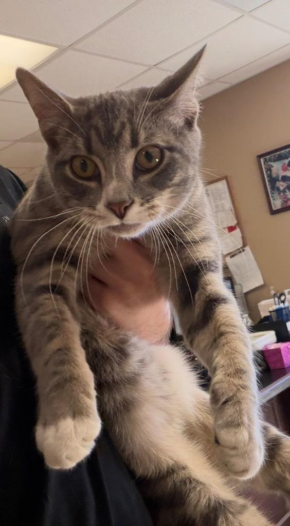 Enlarge Alderleaf, a Adoptable mixed breed in Maumelle, AR image 2/4