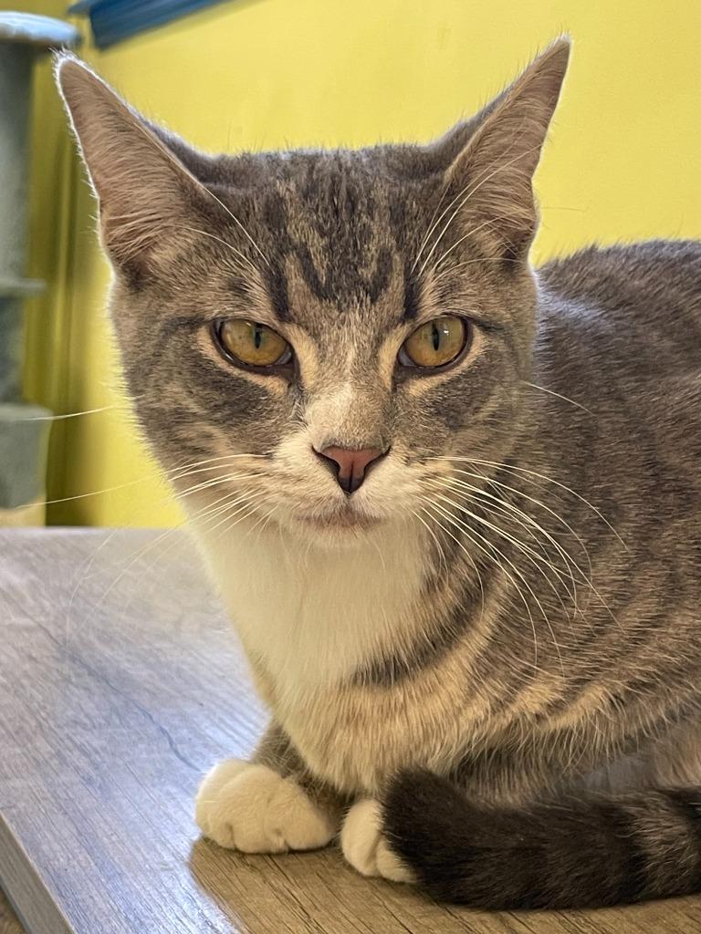 Enlarge Alderleaf, a Adoptable mixed breed in Maumelle, AR image 3/4