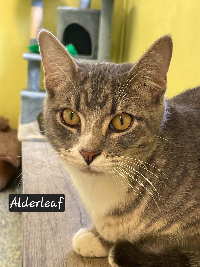 Enlarge Alderleaf, a Adoptable mixed breed in Maumelle, AR image 4/4