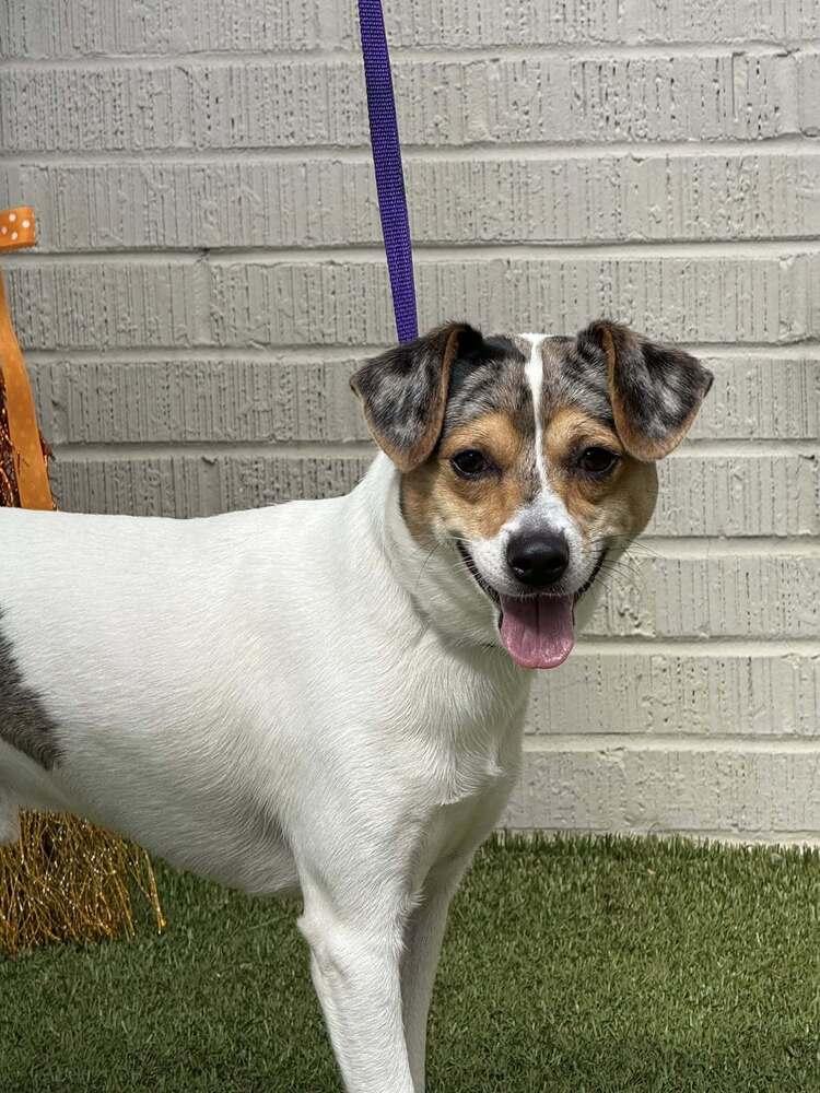 Enlarge Jack, a Adoptable mixed breed in Breinigsville, PA image 1/3