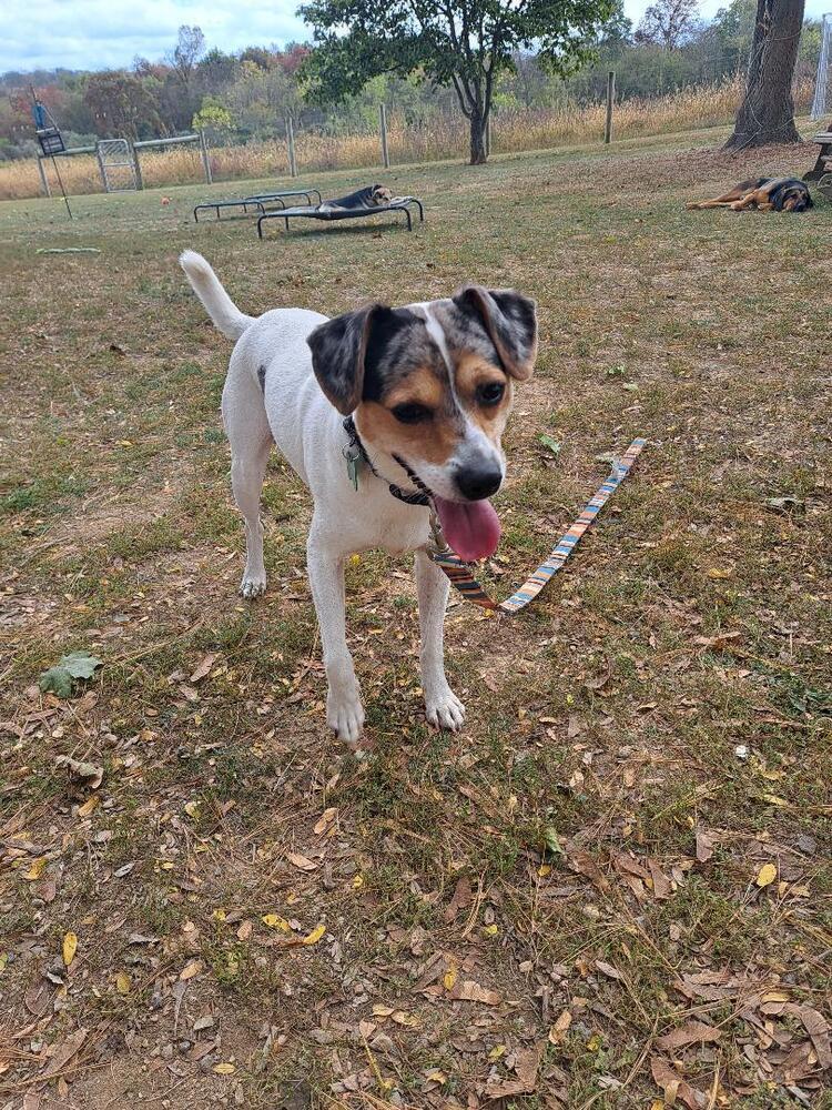 Enlarge Jack, a Adoptable mixed breed in Breinigsville, PA image 2/3