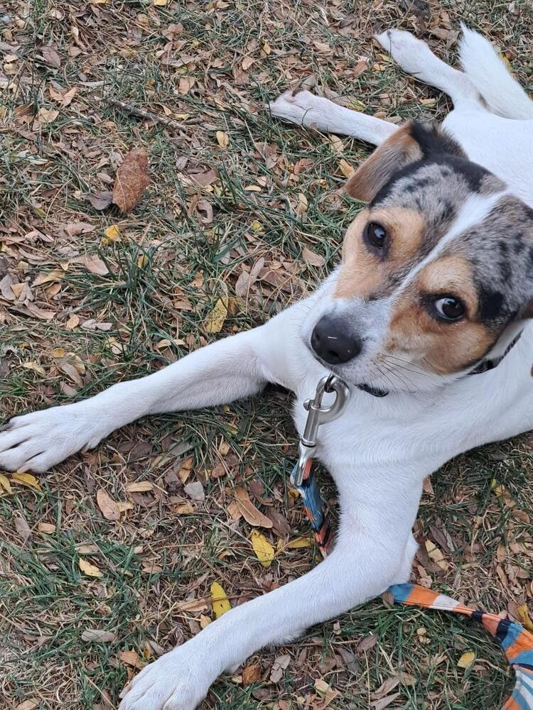 Enlarge Jack, a Adoptable mixed breed in Breinigsville, PA image 3/3