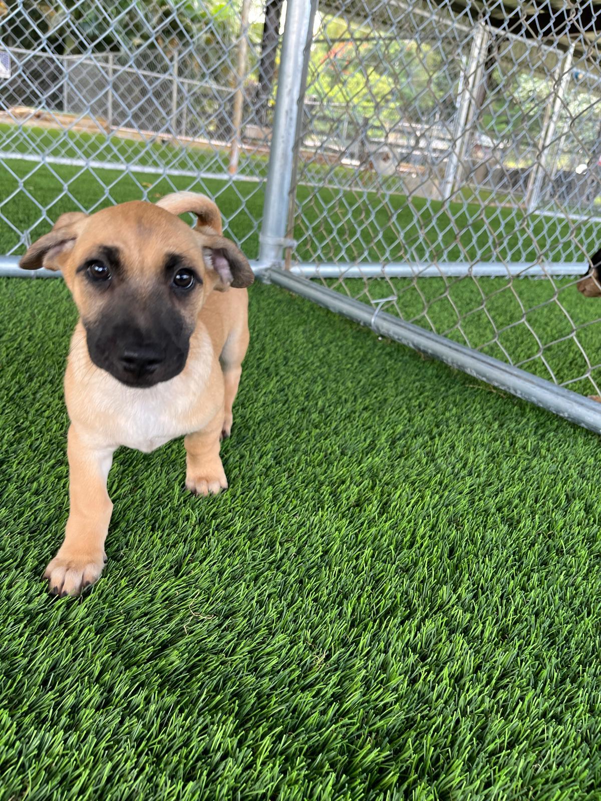 Enlarge Lewis Hamilton, a ADOPTABLE Mixed Breed in Morristown, NJ image 1/4