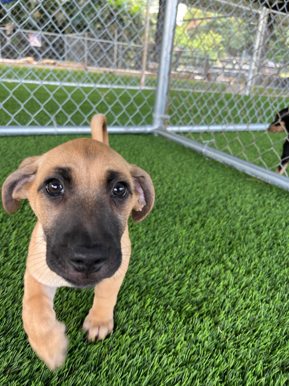 Enlarge Lewis Hamilton, a ADOPTABLE Mixed Breed in Morristown, NJ image 3/4