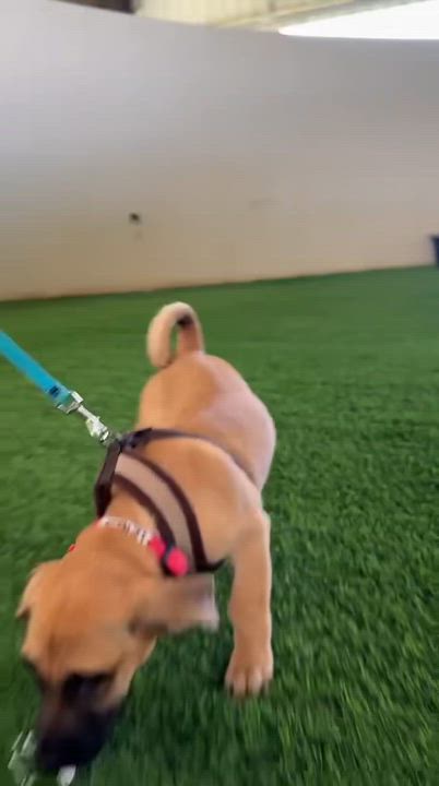 Enlarge Lewis Hamilton, a ADOPTABLE Mixed Breed in Morristown, NJ video 4/4