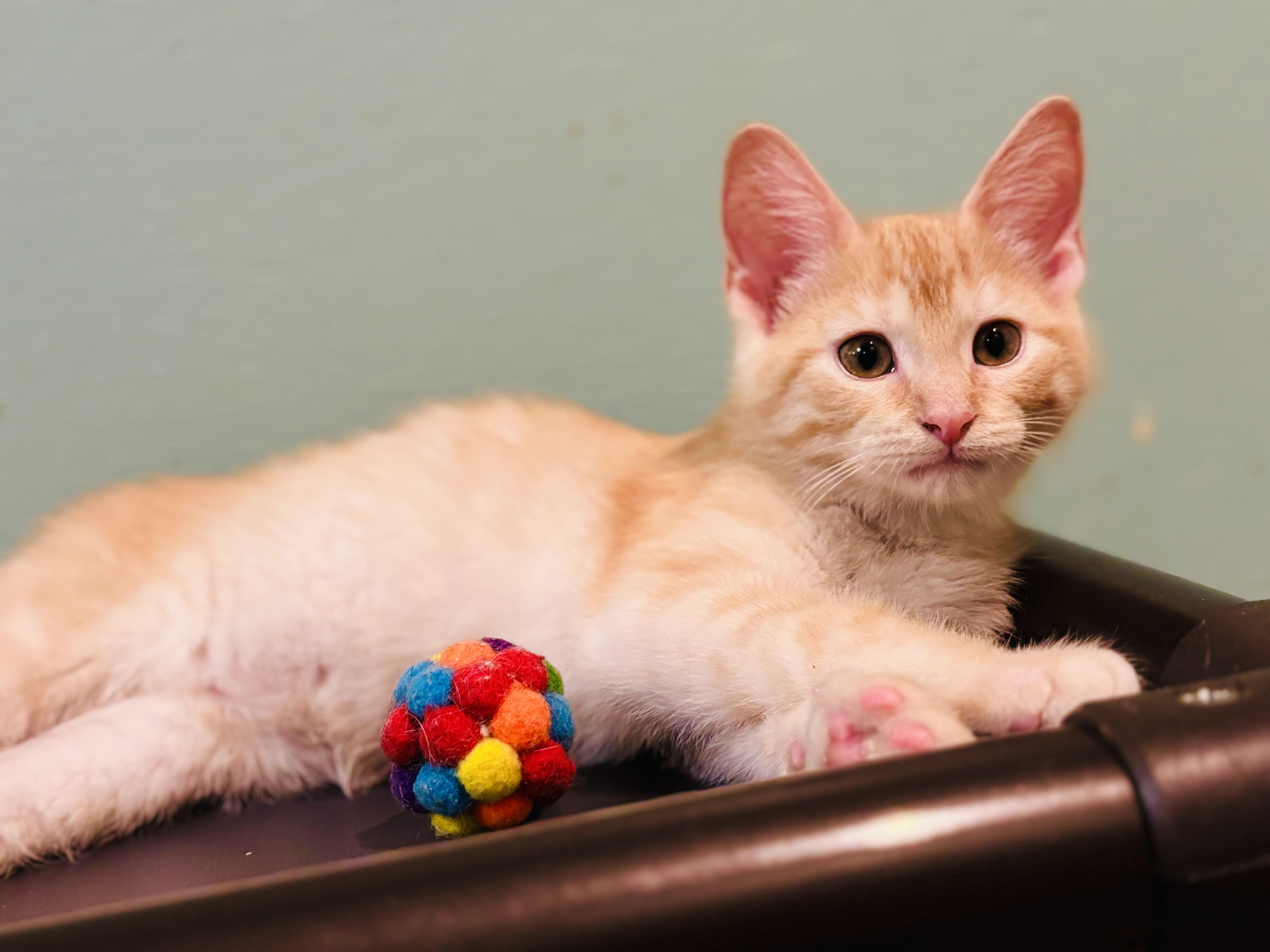 Ruben & Angus, an adopted mixed breed in Enfield, CT image 5/6