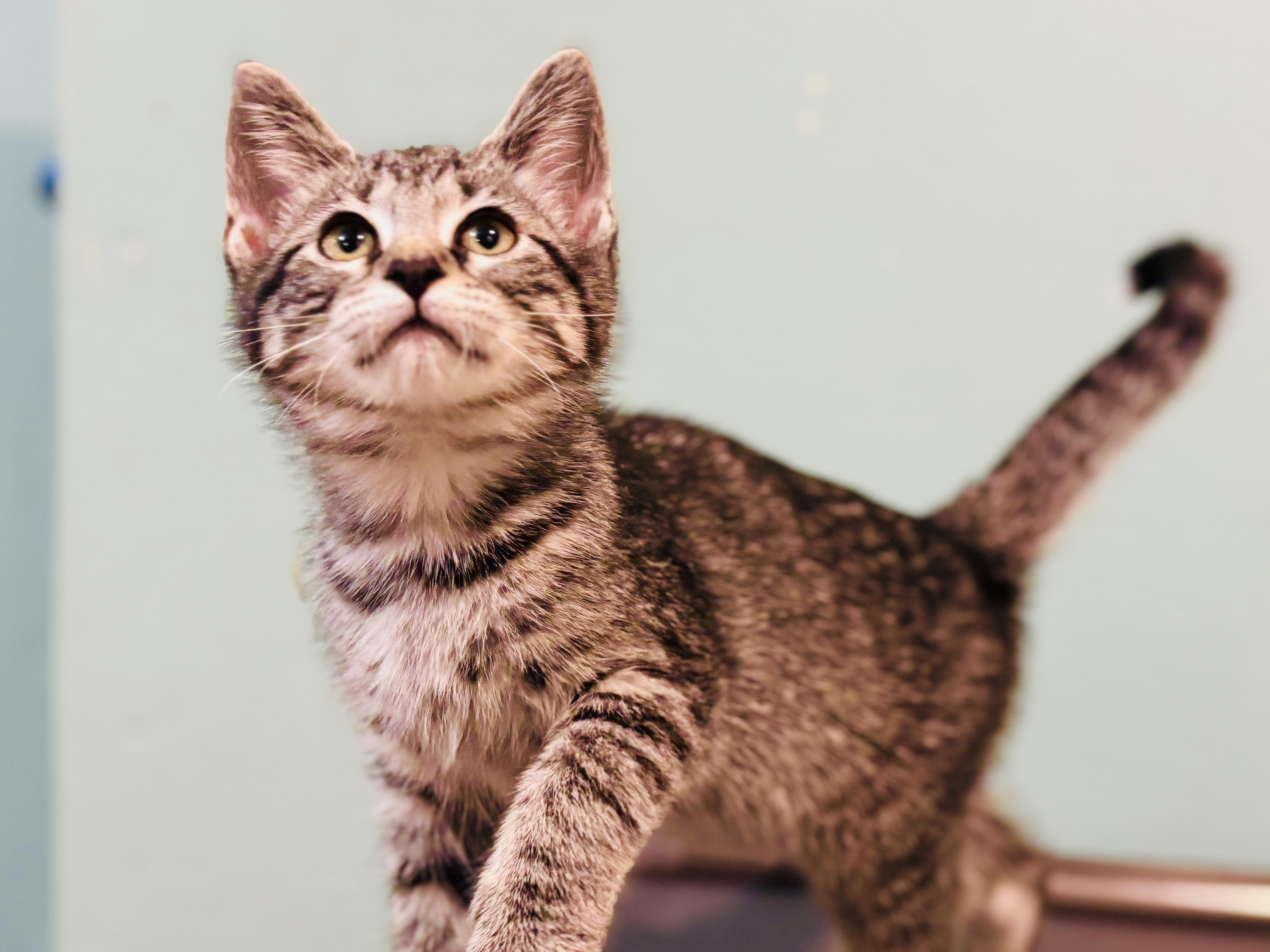 Ruben & Angus, an adopted mixed breed in Enfield, CT image 6/6