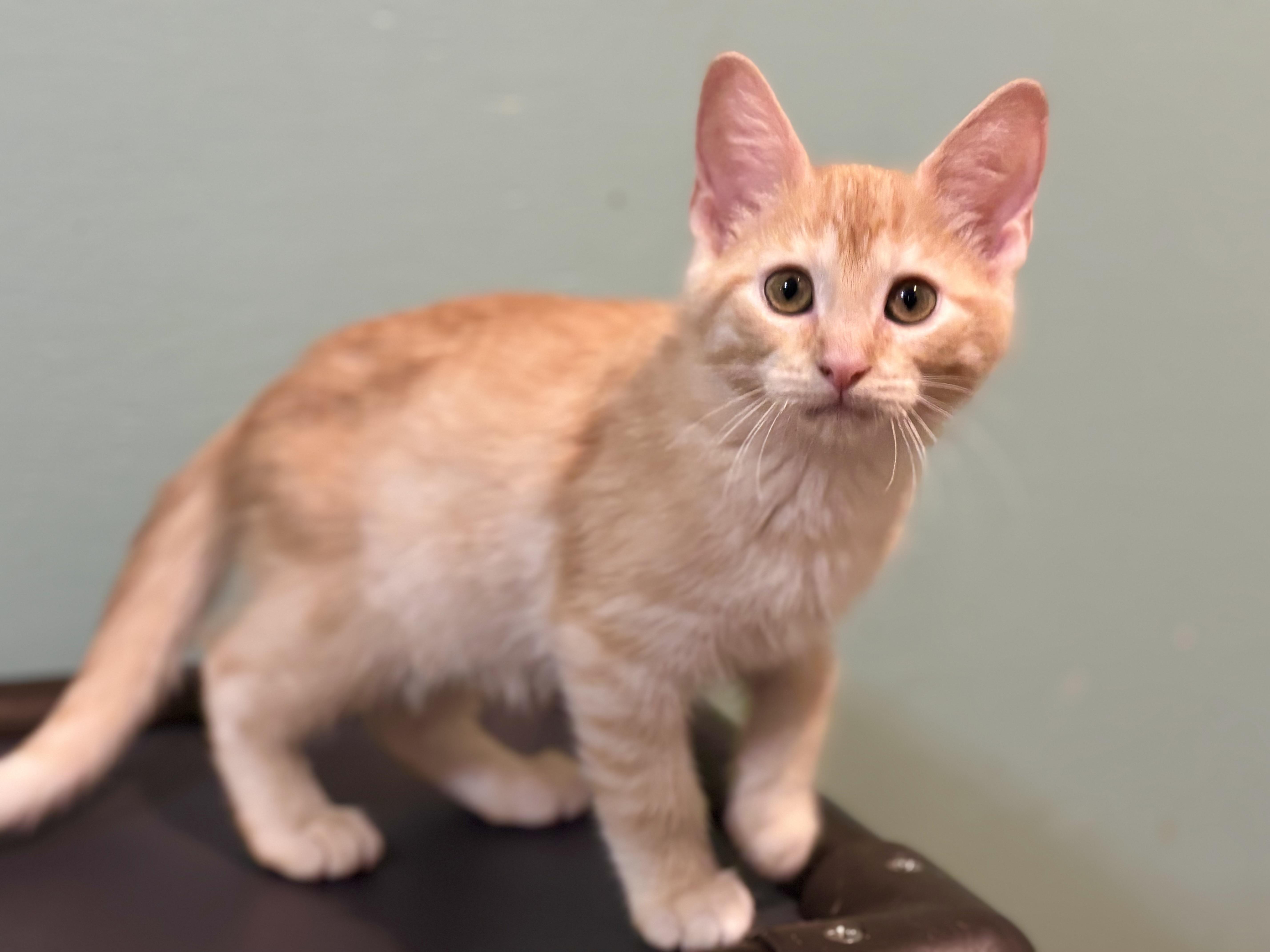Ruben & Angus, an adopted mixed breed in Enfield, CT image 3/6