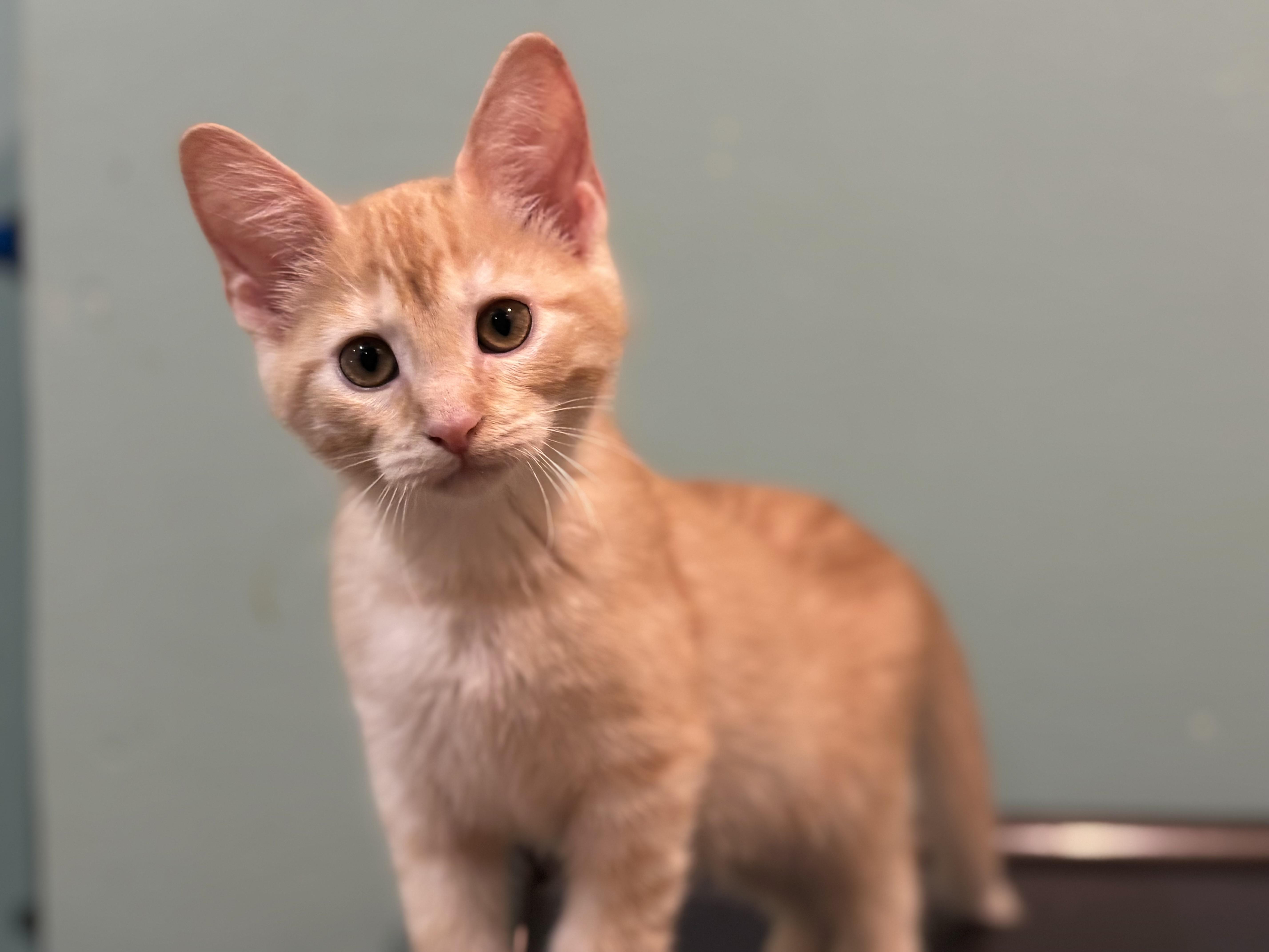 Ruben & Angus, adopted, Kitten Male Domestic Short Hair.
