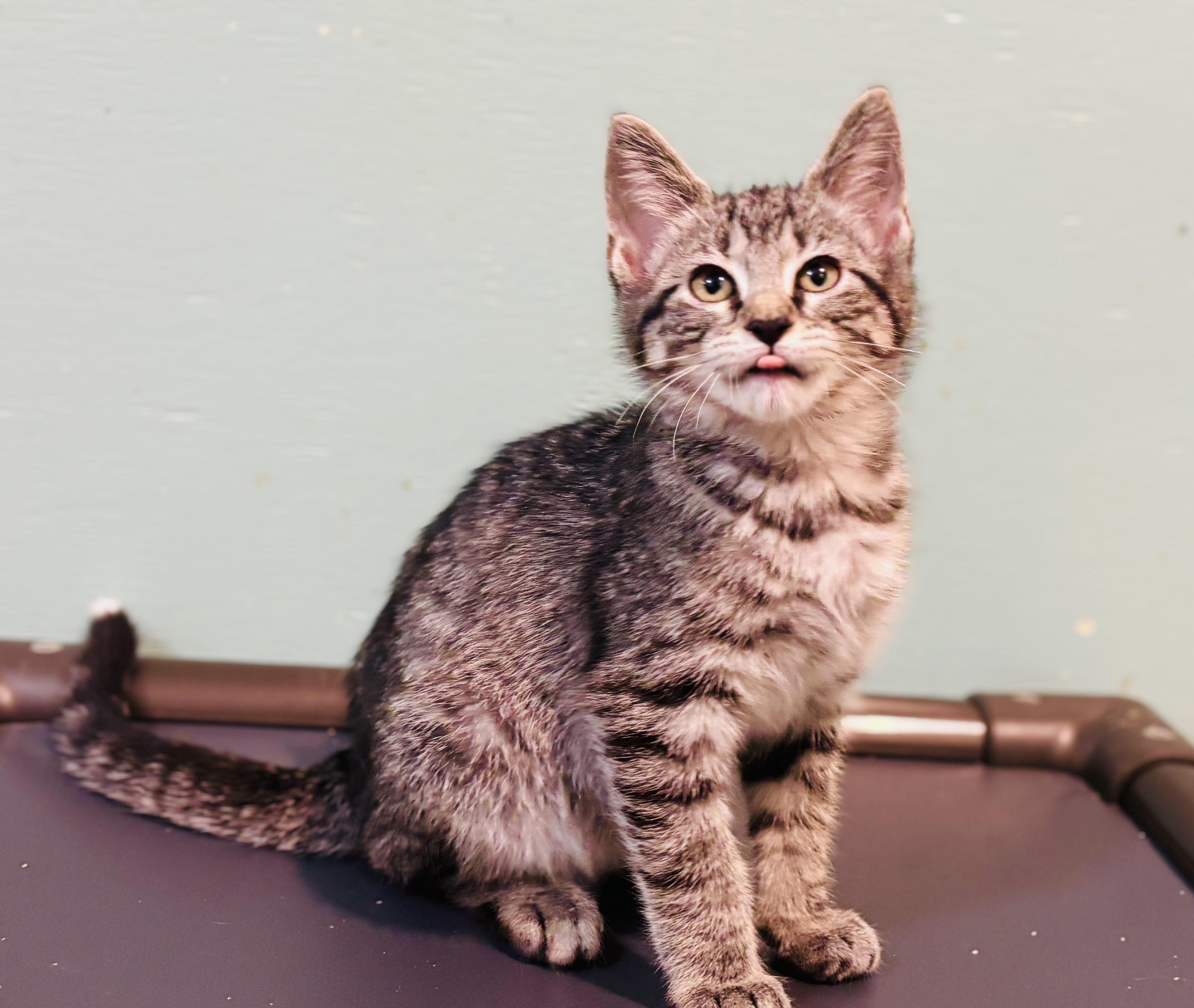 Ruben & Angus, an adopted mixed breed in Enfield, CT image 4/6