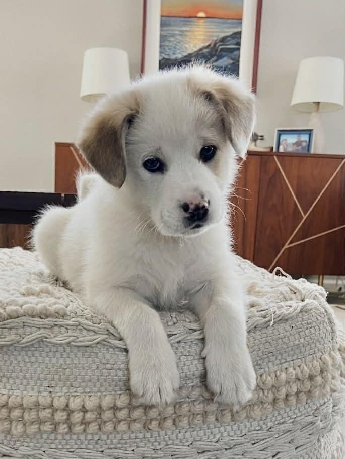 Enlarge Ollie, a Adoptable mixed breed in Boulder, CO image 1/5