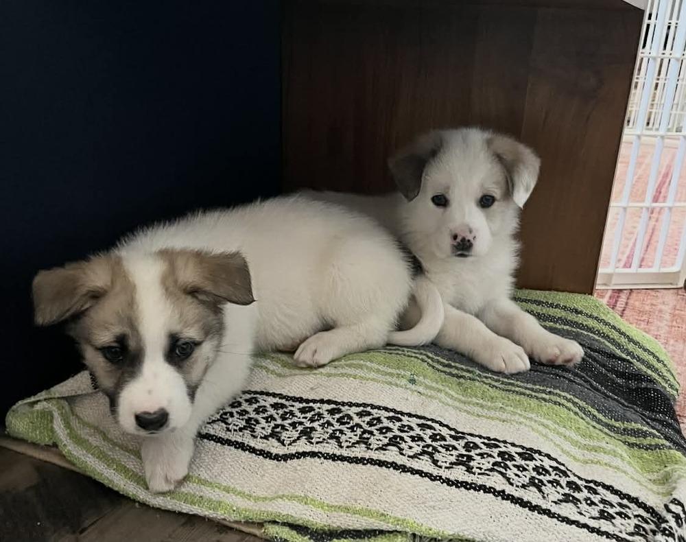 Enlarge Ollie, a Adoptable mixed breed in Boulder, CO image 2/5