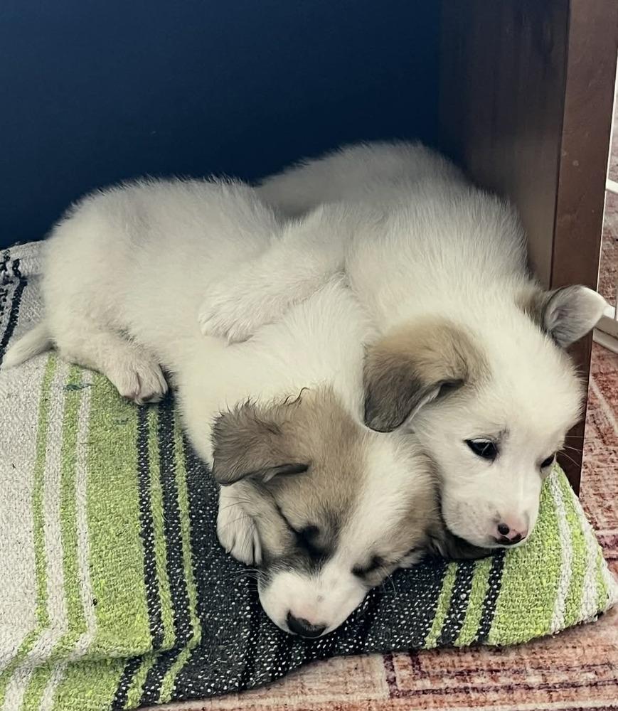 Enlarge Ollie, a Adoptable mixed breed in Boulder, CO image 3/5