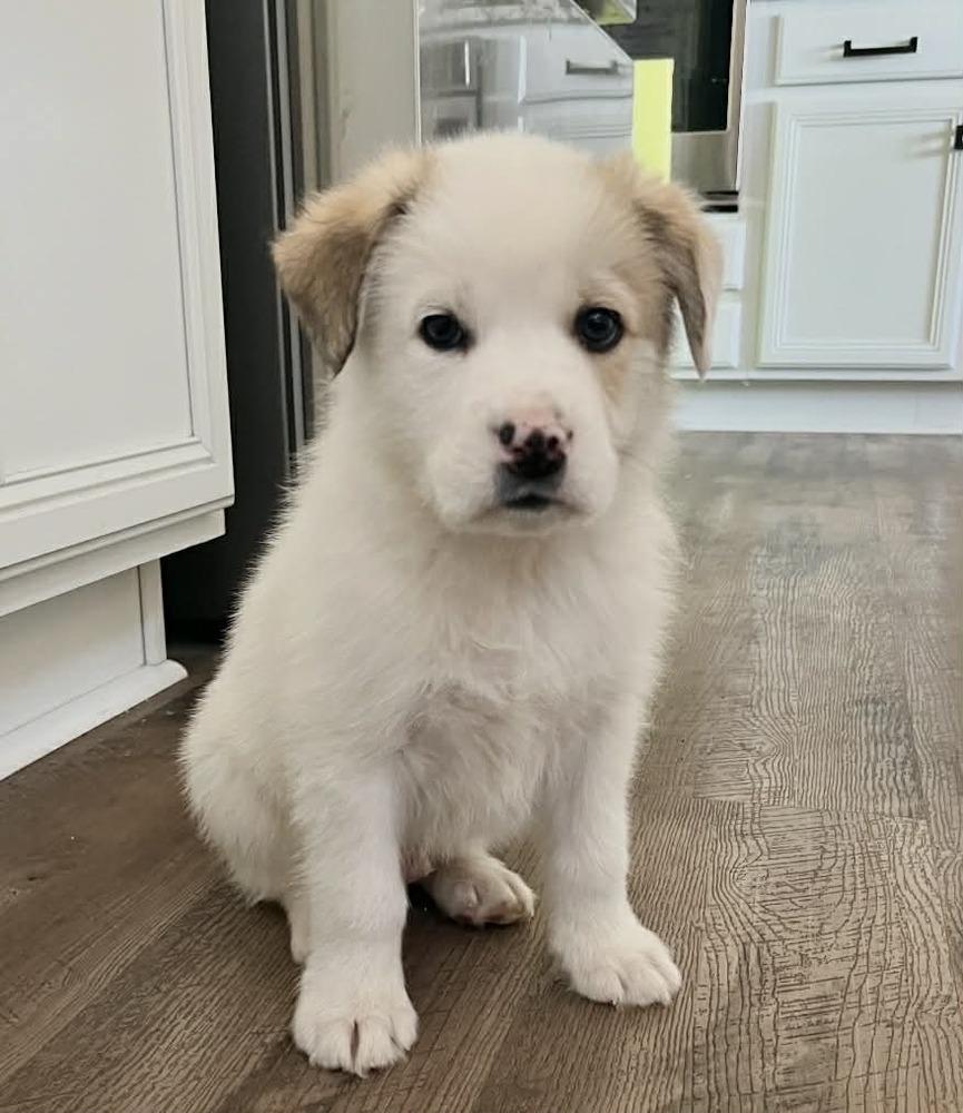 Enlarge Ollie, a Adoptable mixed breed in Boulder, CO image 4/5