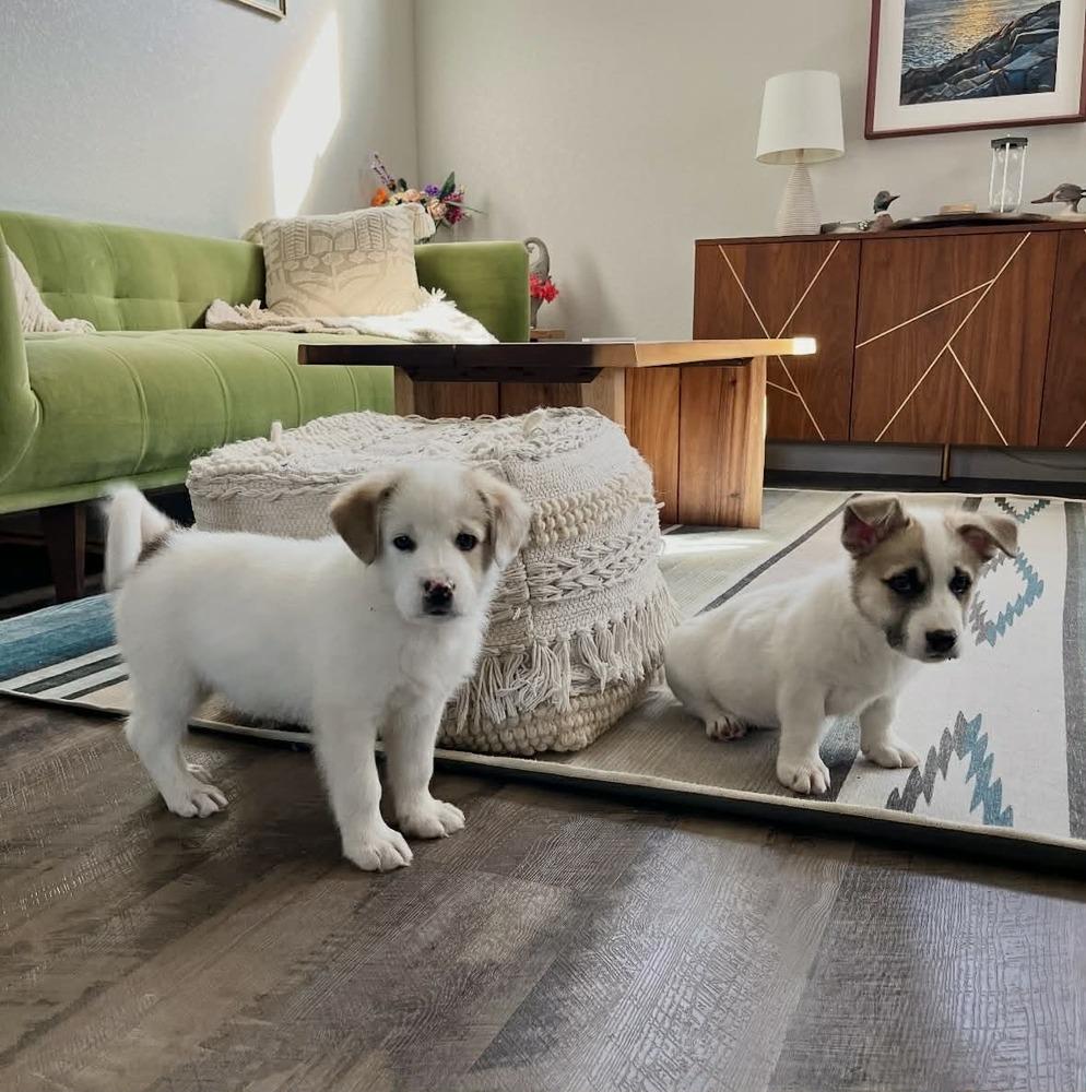 Enlarge Ollie, a Adoptable mixed breed in Boulder, CO image 5/5