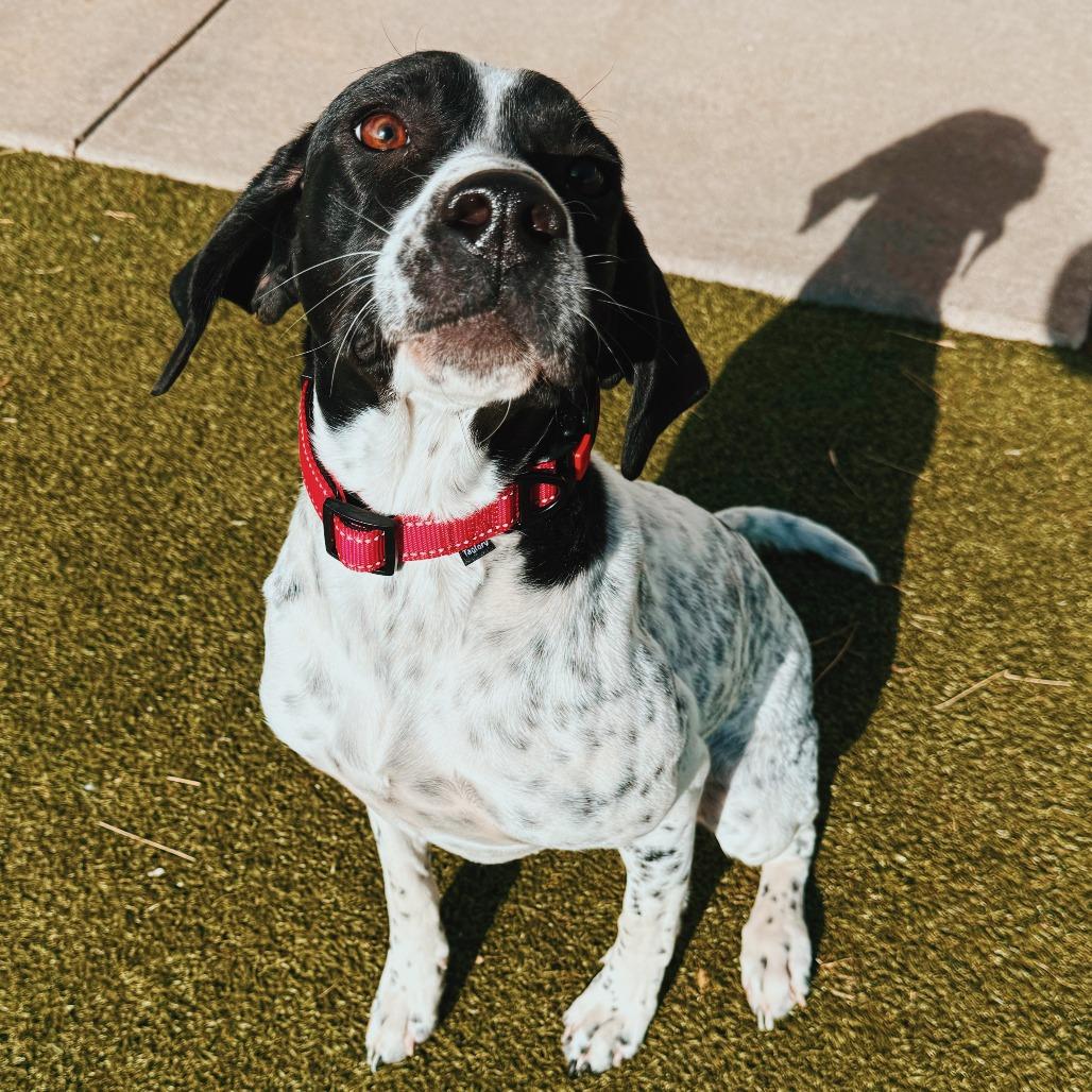 Sally, a ADOPTABLE mixed breed in Hays, KS image 3/6