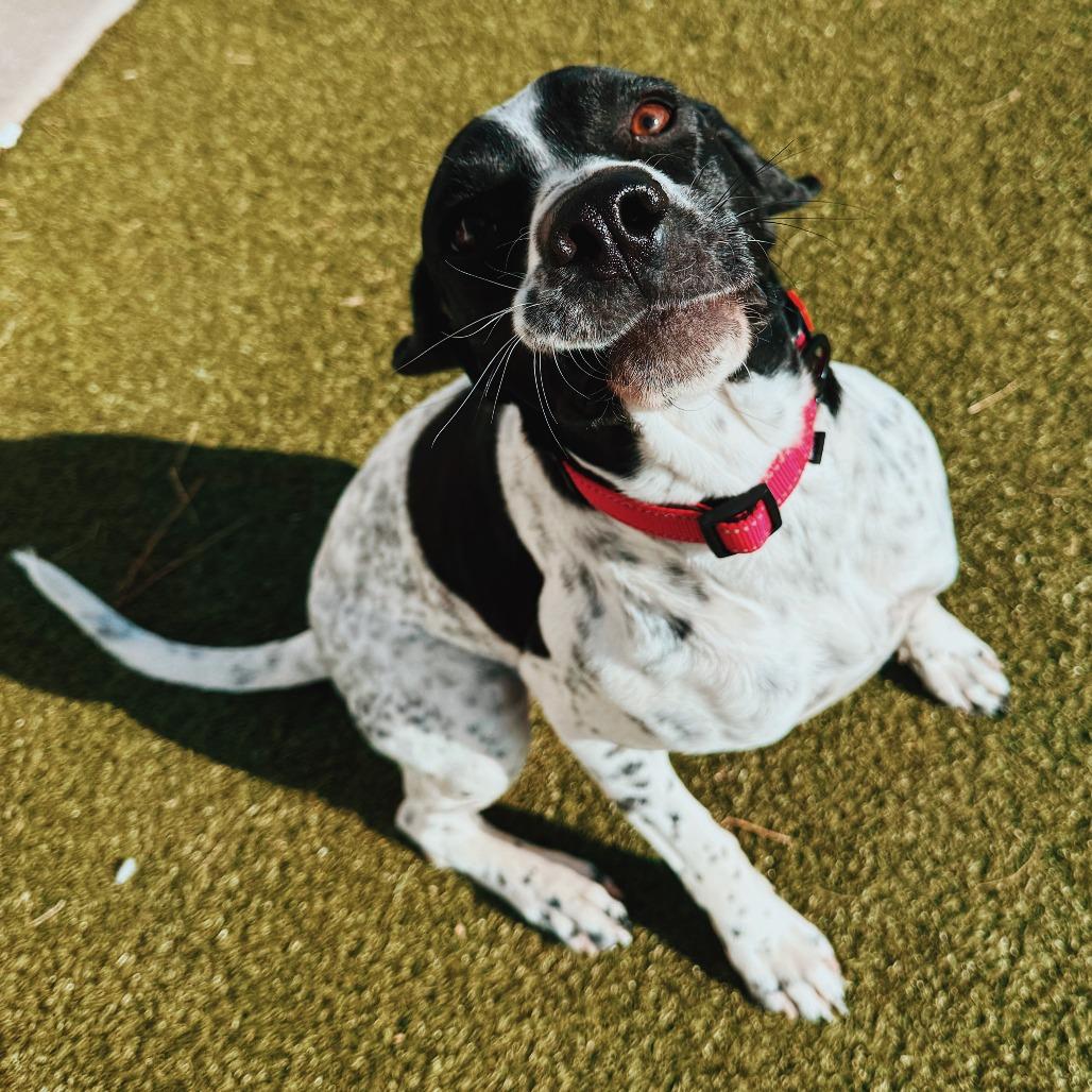 Sally, a ADOPTABLE mixed breed in Hays, KS image 1/6