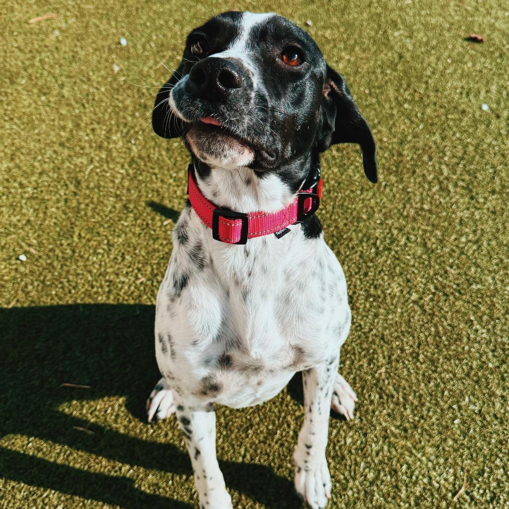 Sally, a ADOPTABLE mixed breed in Hays, KS image 6/6