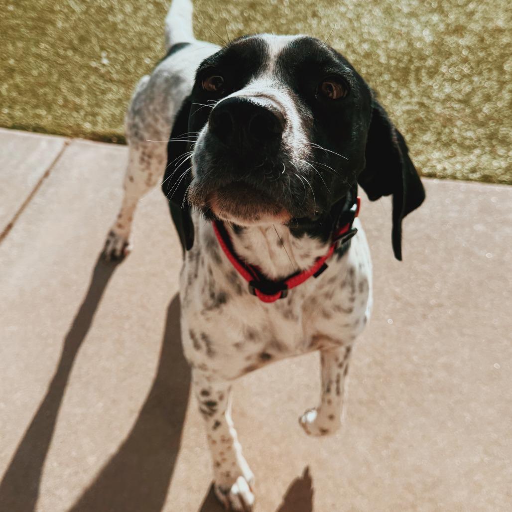 Sally, a ADOPTABLE mixed breed in Hays, KS image 2/6