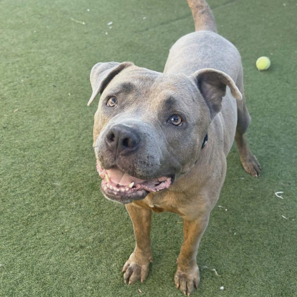 Kai OS NV, a Adoptable American Bulldog in Las Vegas, NV image 1/4