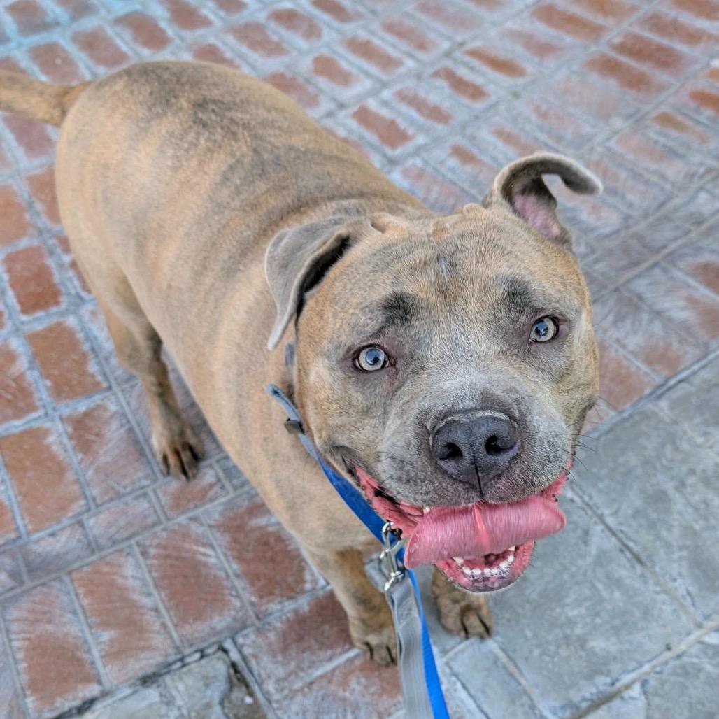 Kai OS NV, a Adoptable American Bulldog in Las Vegas, NV image 2/4