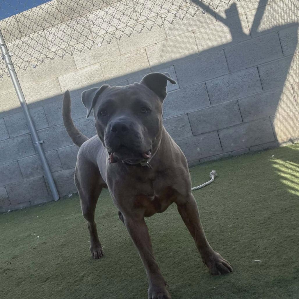 Kai OS NV, a Adoptable American Bulldog in Las Vegas, NV image 4/4