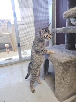 Sophie, a ADOPTABLE Domestic Short Hair in Plano, TX image 5/5