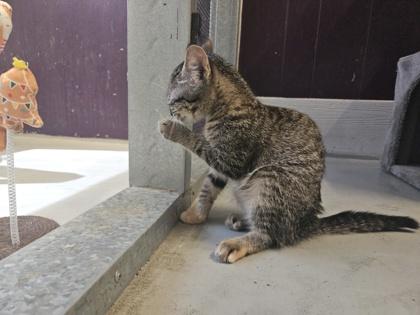 Sophie, a ADOPTABLE Domestic Short Hair in Plano, TX image 3/5