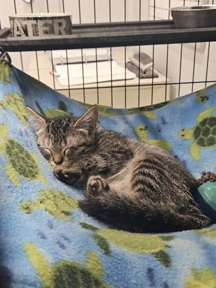 Sophie, ADOPTABLE, Young Female Domestic Short Hair.