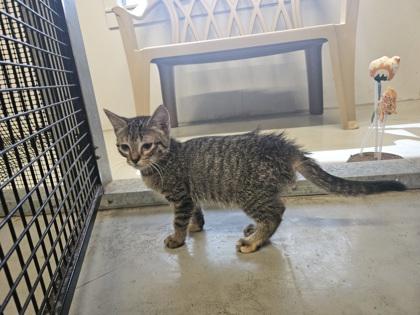 Sophie, a ADOPTABLE Domestic Short Hair in Plano, TX image 4/5