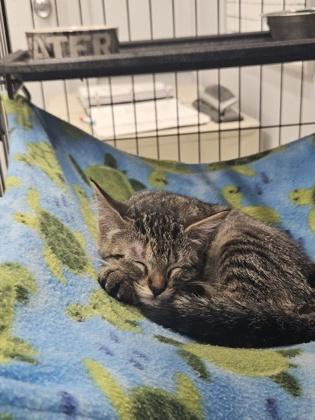 Sophie, a ADOPTABLE Domestic Short Hair in Plano, TX image 2/5
