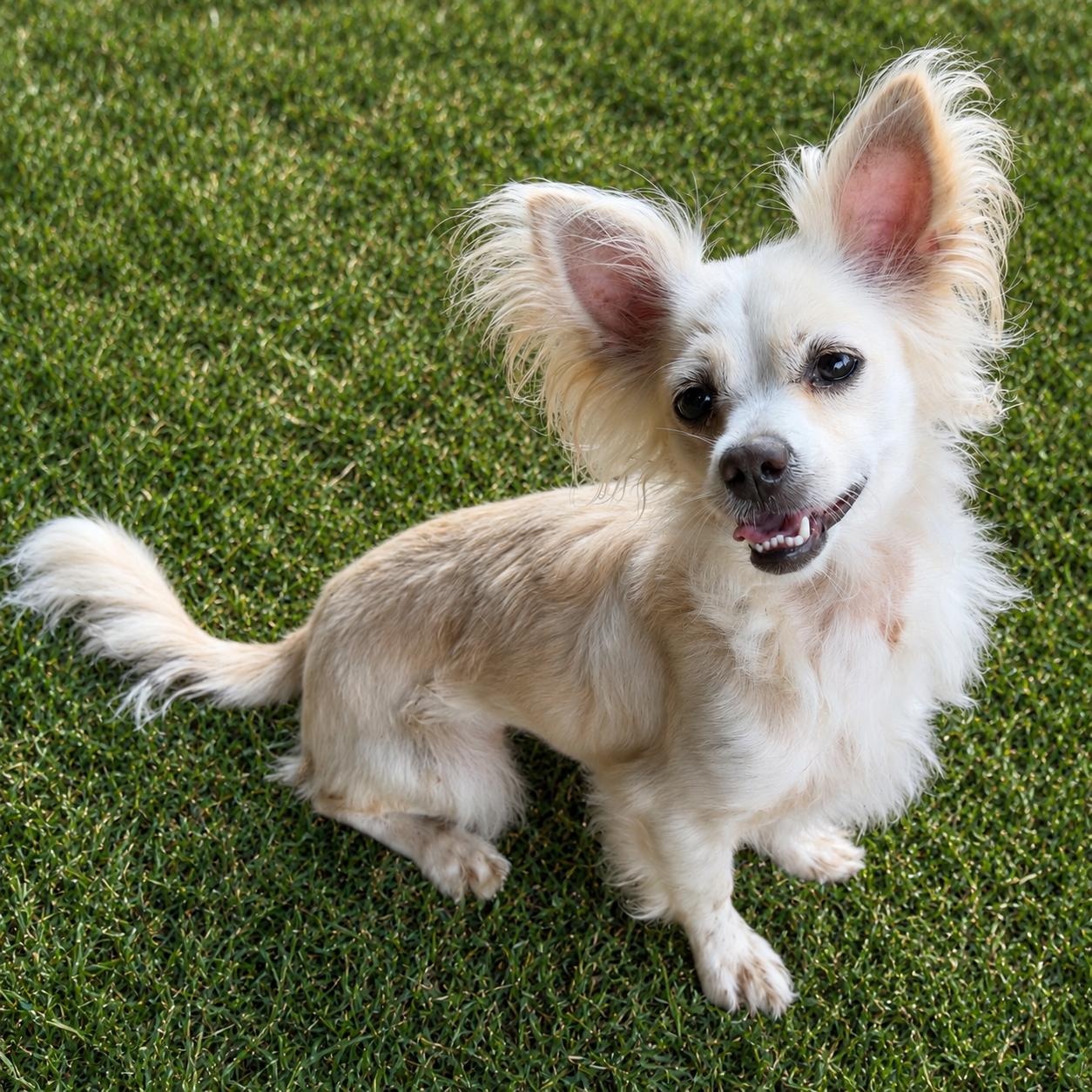 Himari, Adoptable, Young Female Papillon & Chihuahua.