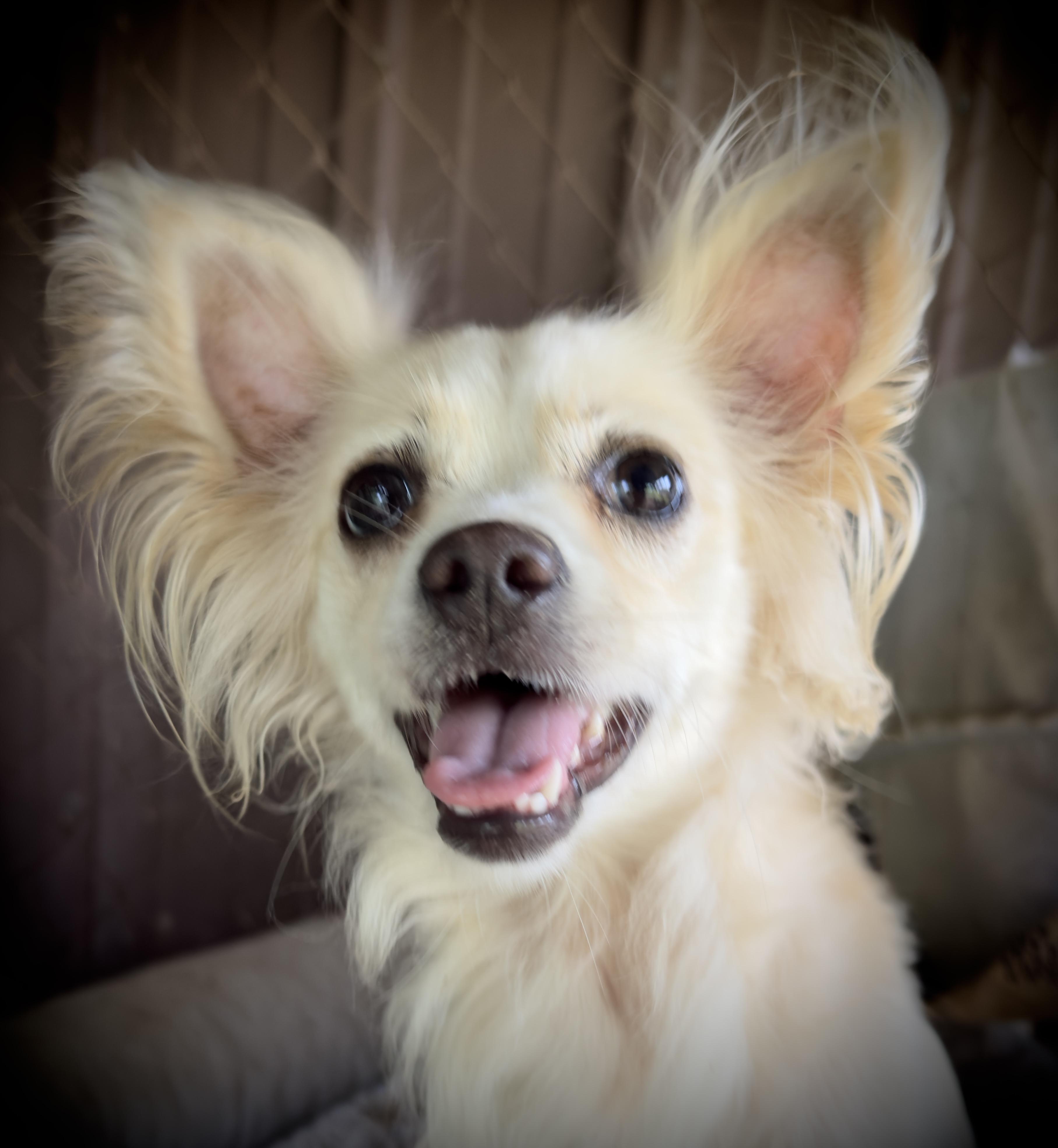 Himari, a Adoptable mixed breed in South Saint Paul, MN image 4/4
