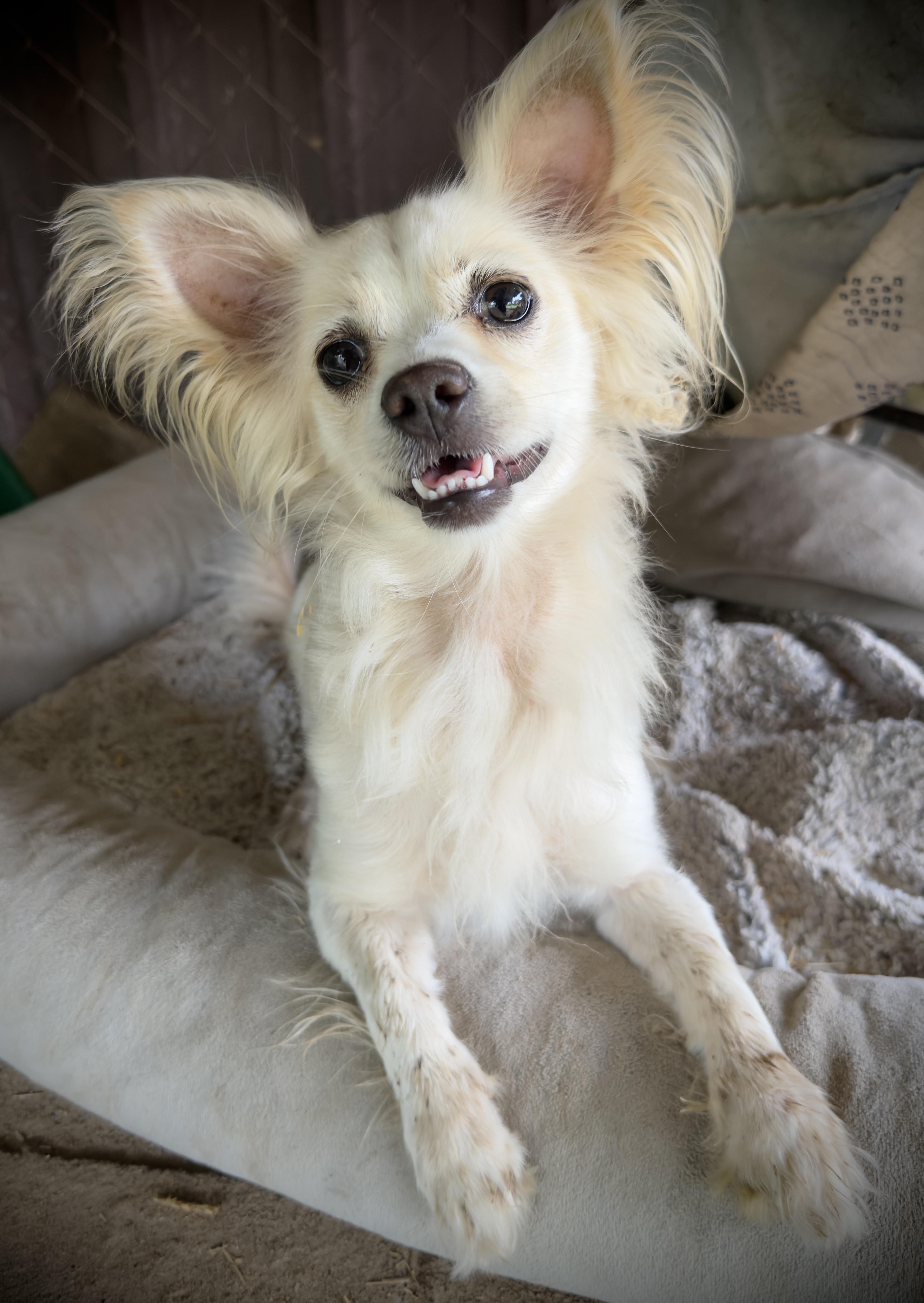 Himari, a Adoptable mixed breed in South Saint Paul, MN image 3/4