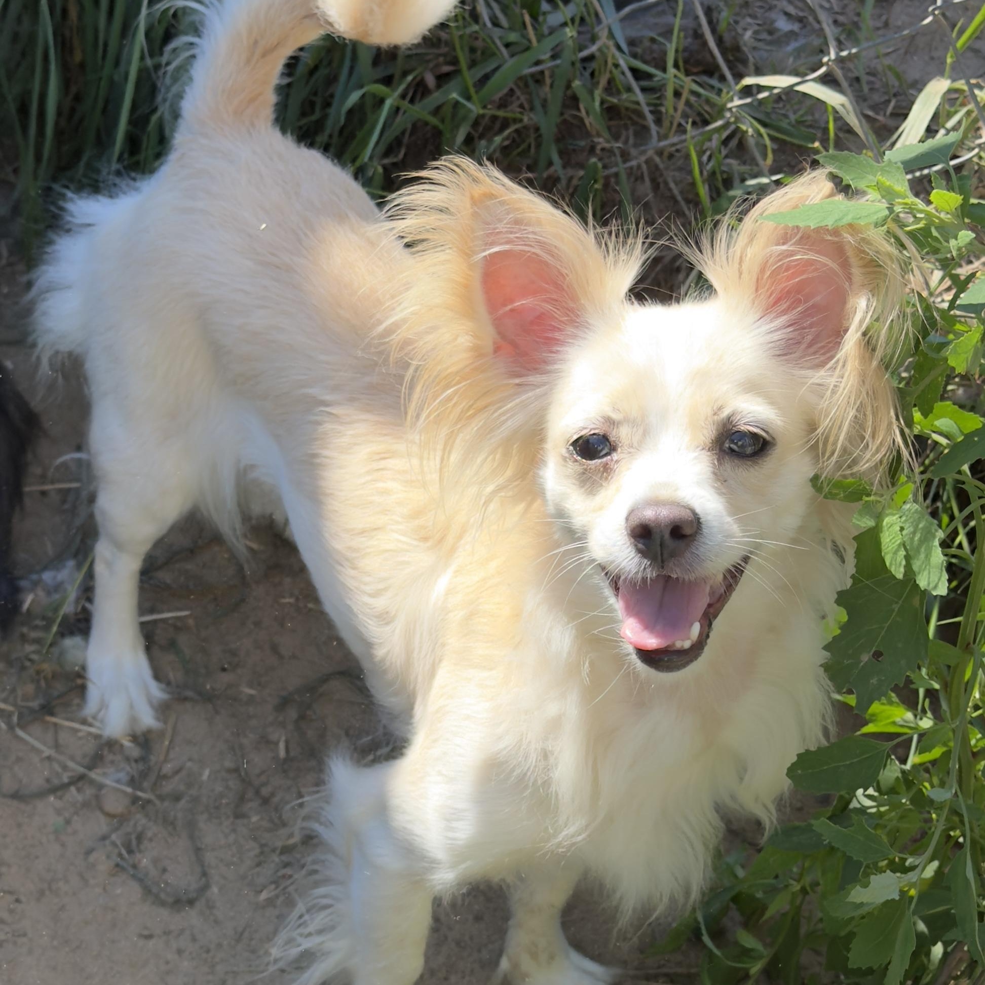 Himari, a Adoptable mixed breed in South Saint Paul, MN image 2/4