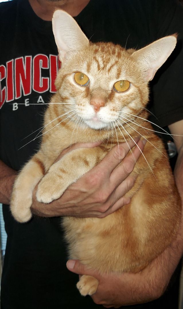 Enlarge TORNADO, a Adoptable Manx in Sardinia, OH image 1/6