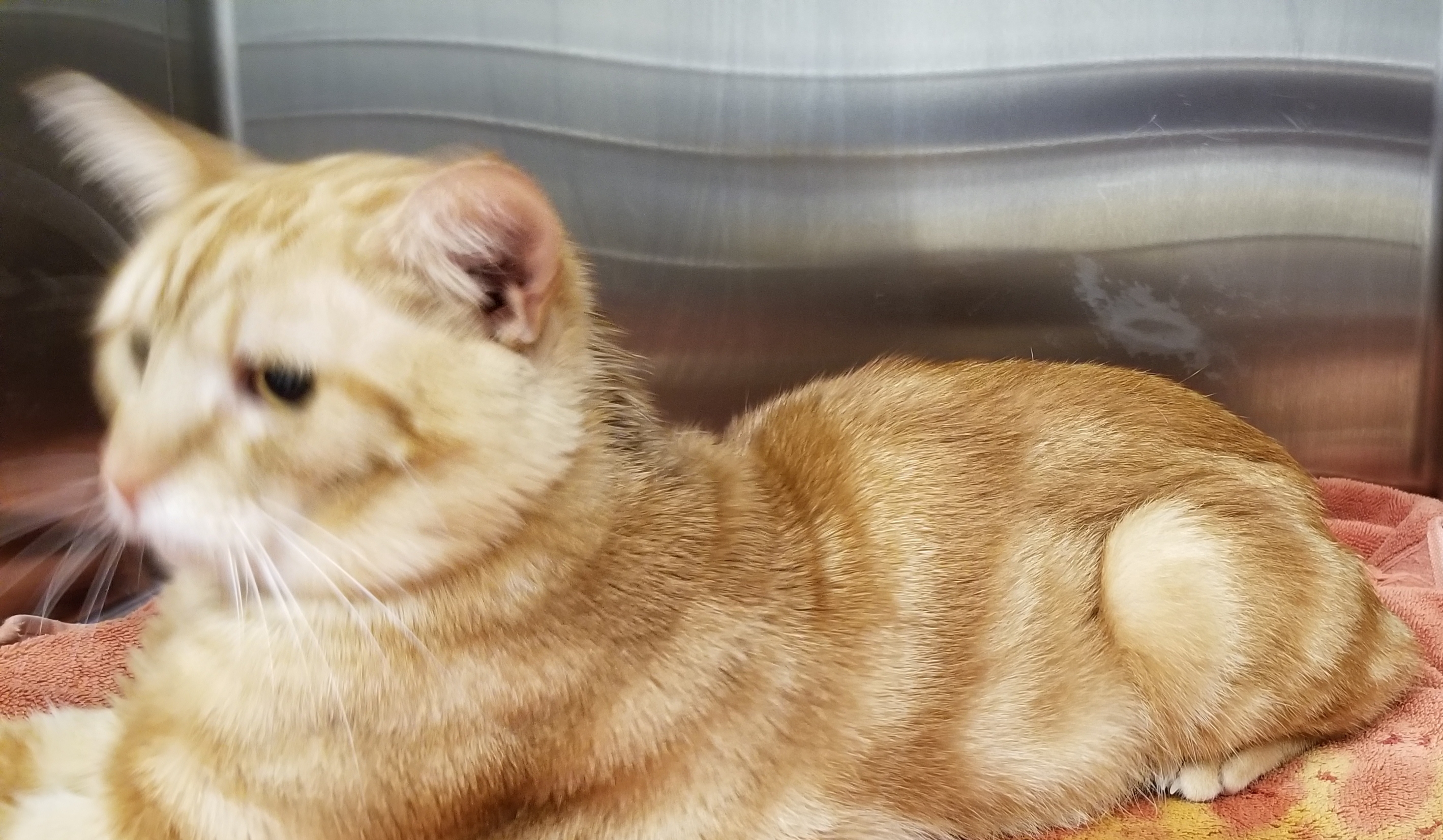 Enlarge TORNADO, a Adoptable Manx in Sardinia, OH image 2/6
