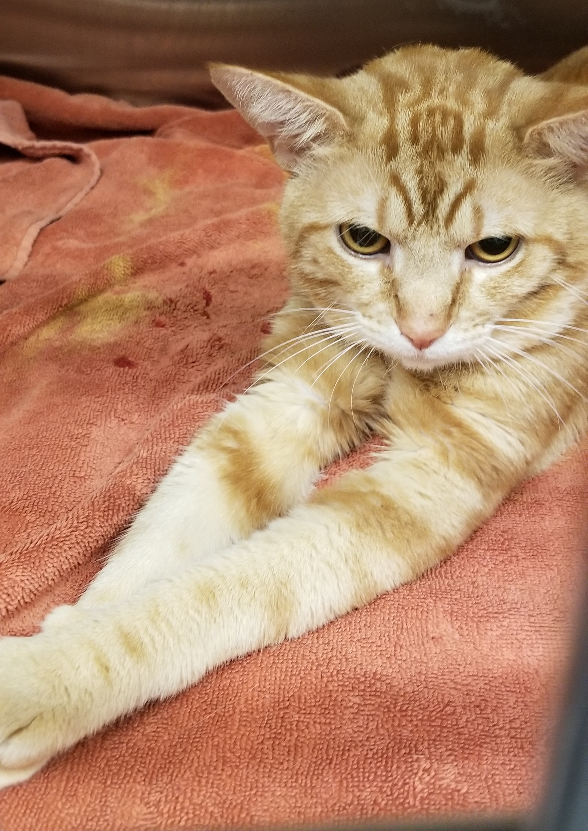 Enlarge TORNADO, a Adoptable Manx in Sardinia, OH image 3/6