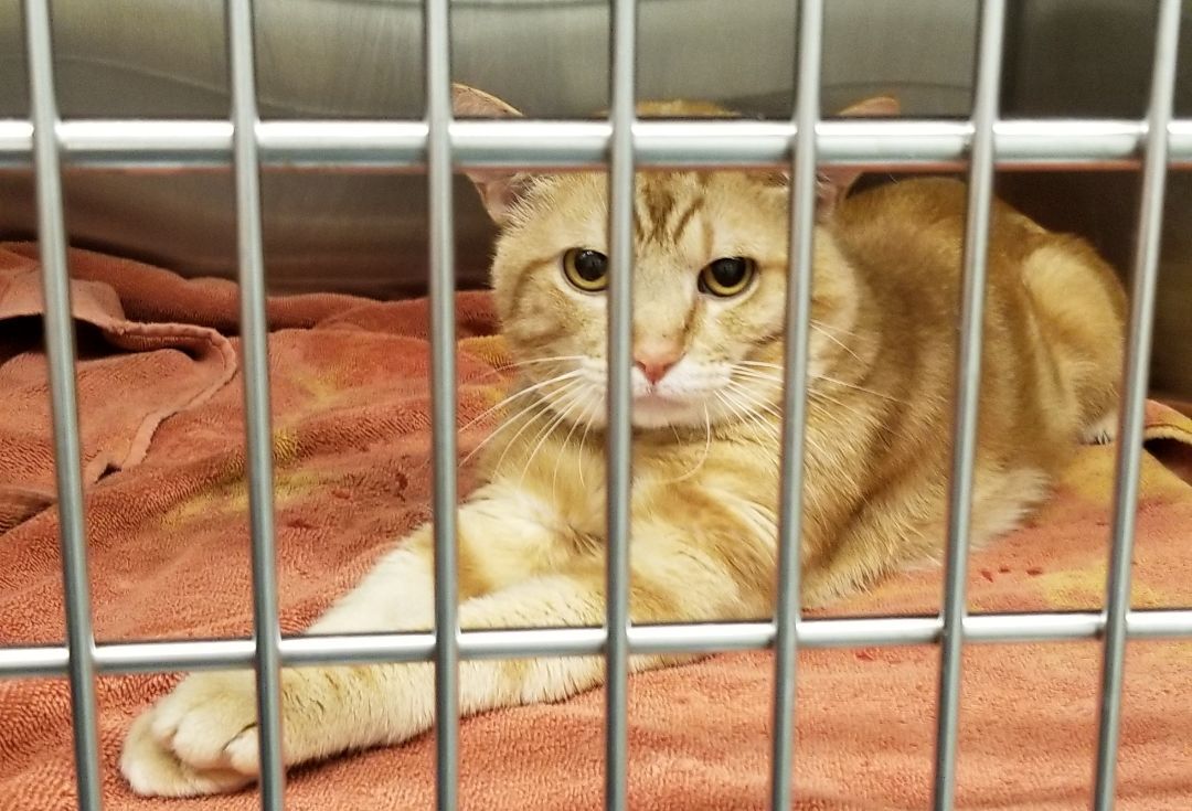 Enlarge TORNADO, a Adoptable Manx in Sardinia, OH image 4/6