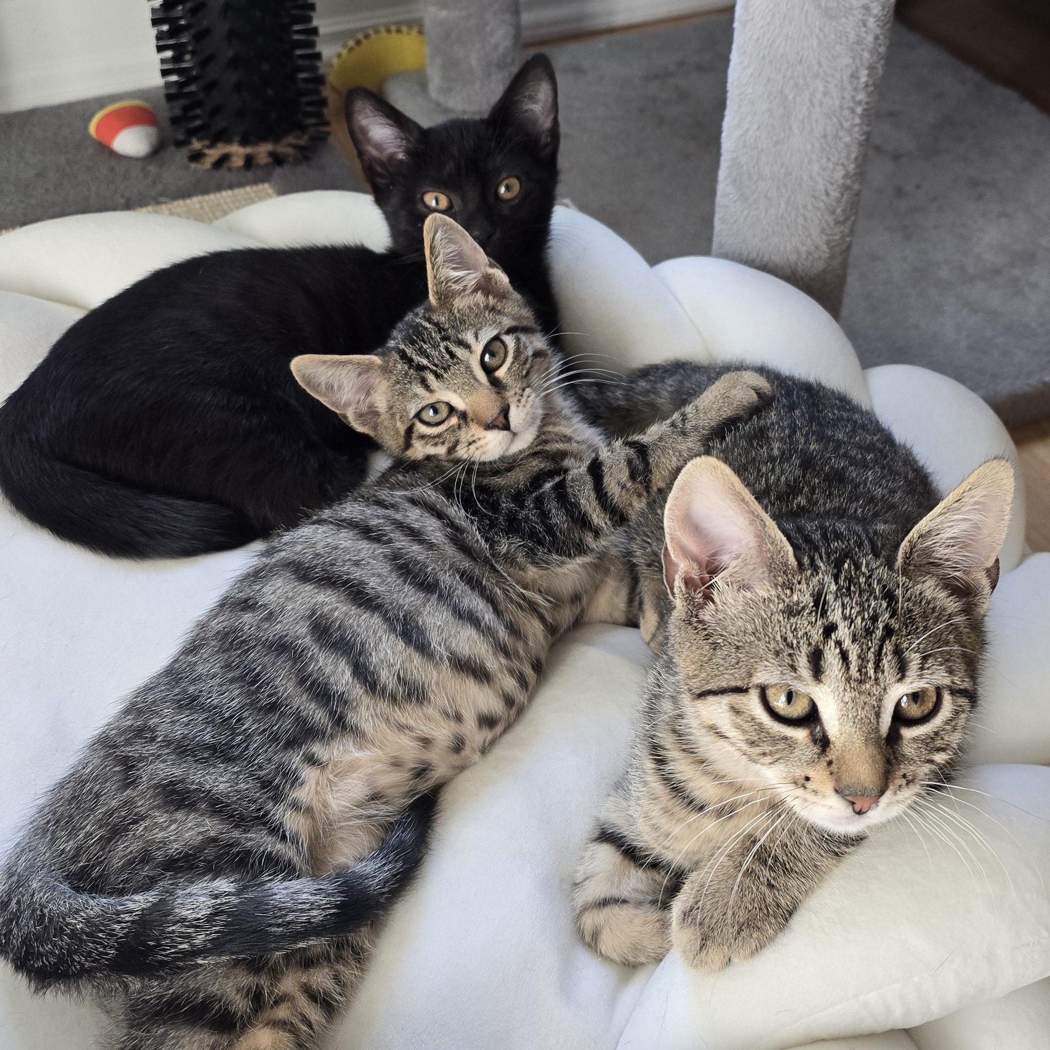 Diesel, Adoptable, Kitten Male Tabby.