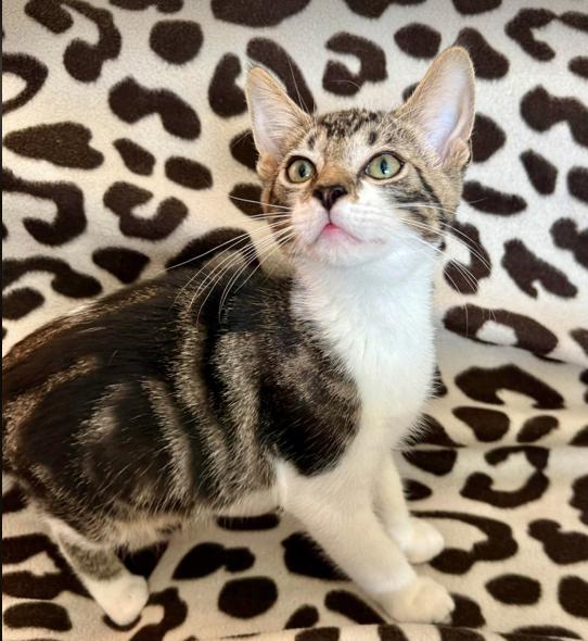 Enlarge Pikachu, a ADOPTABLE mixed breed in Escondido, CA image 1/1