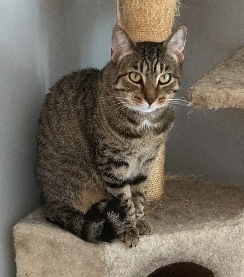 Enlarge Confetti (reduced adoption fee), a Adoptable Domestic Short Hair in Melrose, MA image 2/3