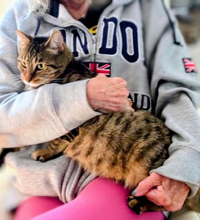 Enlarge Confetti (reduced adoption fee), a Adoptable Domestic Short Hair in Melrose, MA image 1/3