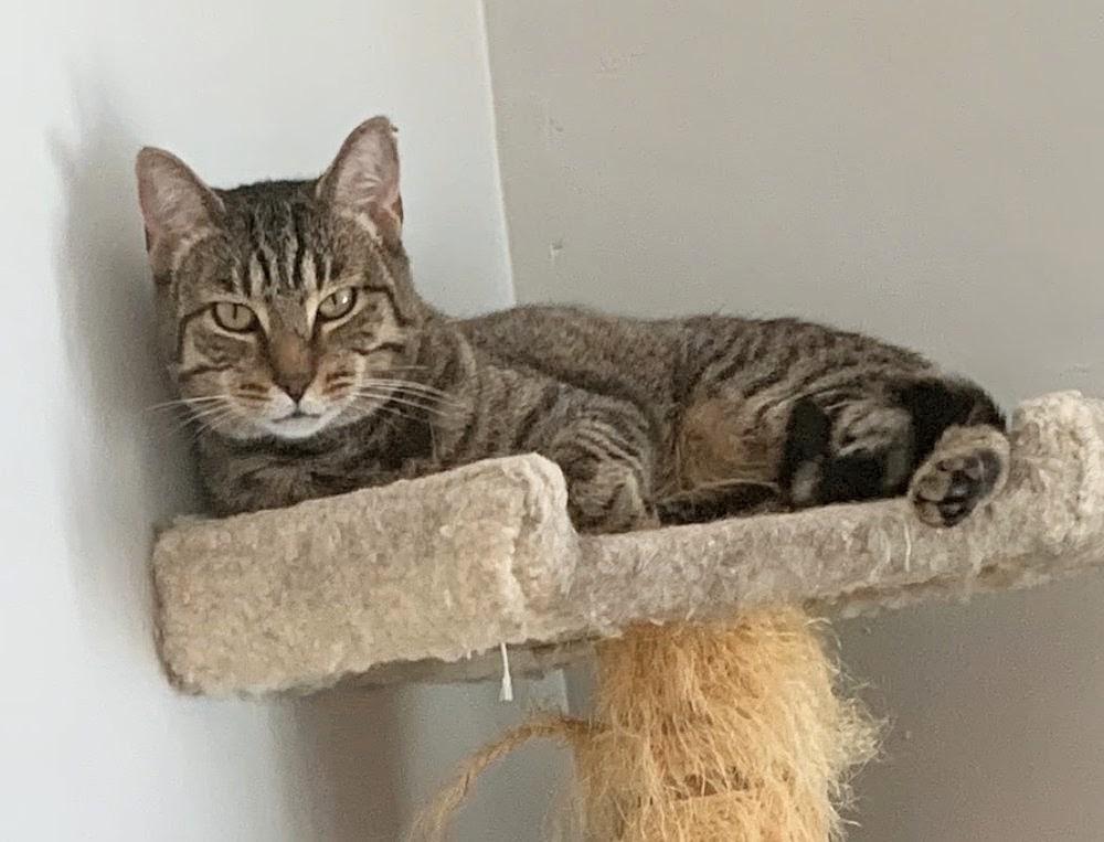 Enlarge Confetti (reduced adoption fee), a Adoptable Domestic Short Hair in Melrose, MA image 3/3