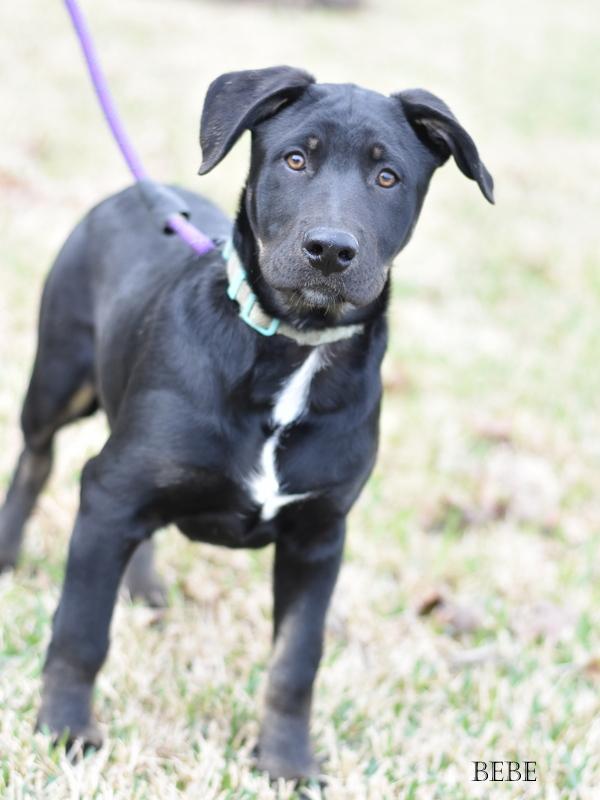 Beau (Charity Litter) photo 5