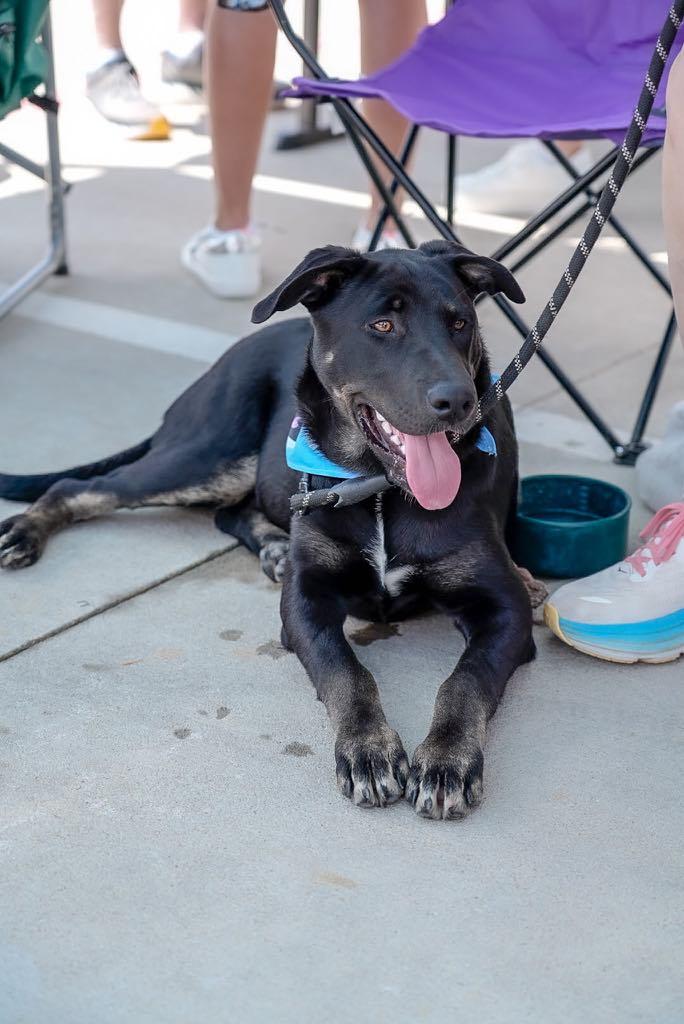 Beau (Charity Litter)
