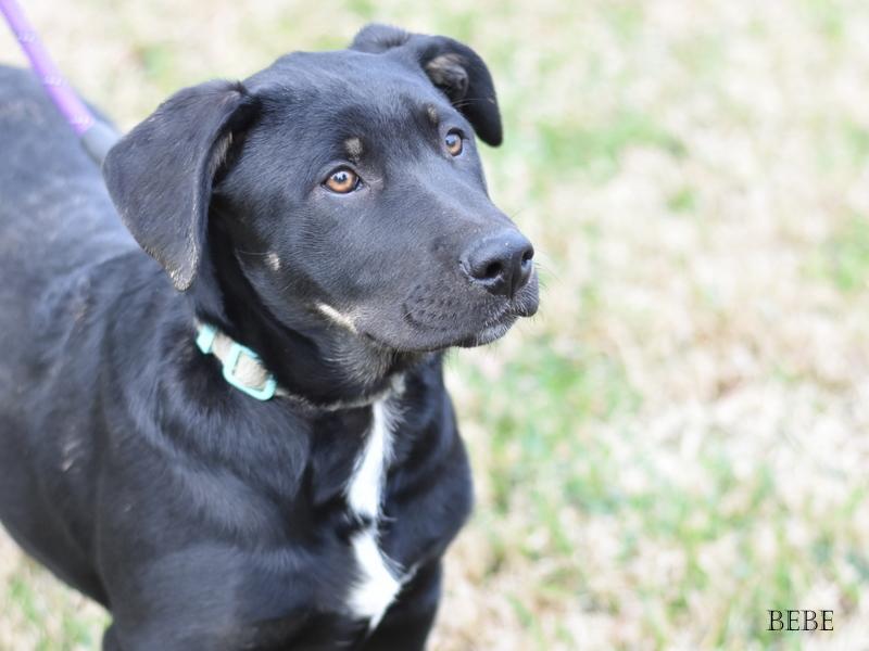 Beau (Charity Litter) photo 2