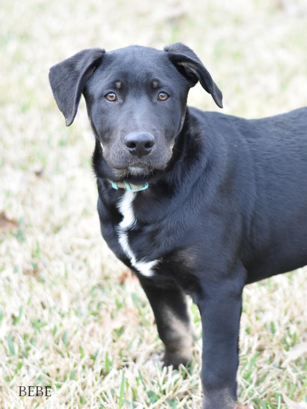 Beau (Charity Litter) photo 4