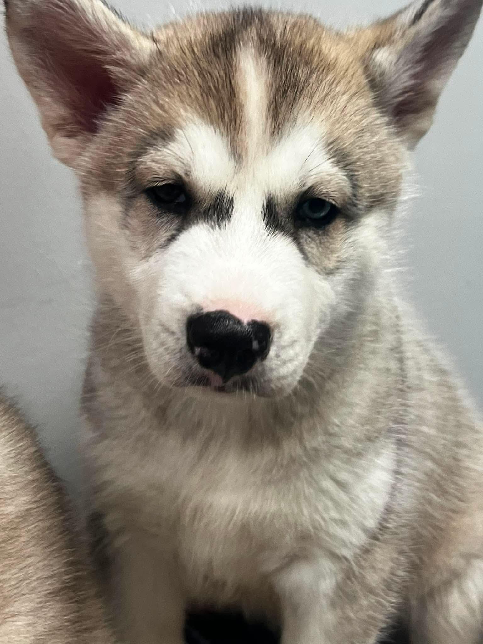 Artemis, ADOPTABLE, Puppy Male Husky & German Shepherd Dog.